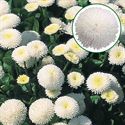 Afbeelding van Bellis grootbloemig P10.5 Aanbieding White